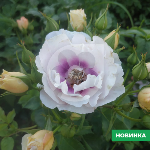 Саджанці рози Айс Фо Ю