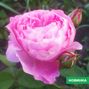 Саджанці рози Хісторі