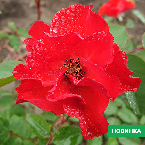 Саджанці рози Мускусна Червона