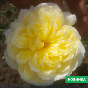 Саженцы розы Жовта витка