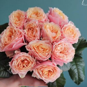 Саджанці рози Вувузела