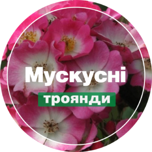 Мускусні троянди