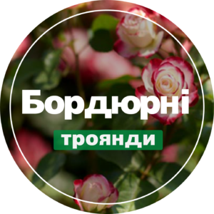 Бордюрні