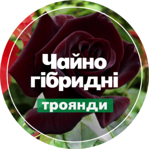 Чайно-гібридні