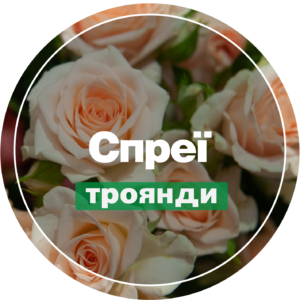 Спреї багатоквіткові
