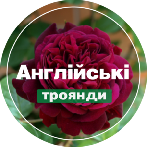 Англійські і паркові