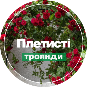 Виткі рози
