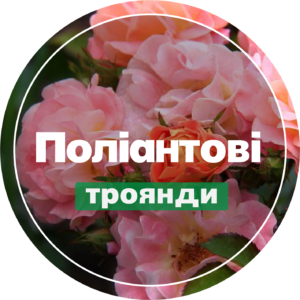 Поліантові