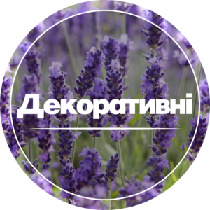 Декоративні