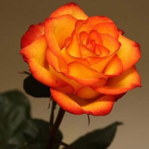 Саджанці рози Сонечко