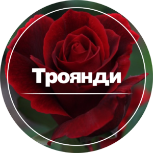 Всі троянди