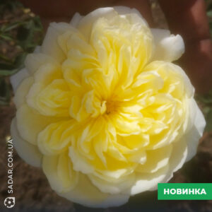 Саджанці рози Жовта витка (англійська) (Вегетуючий саджанець)