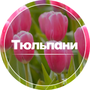 Тюльпани