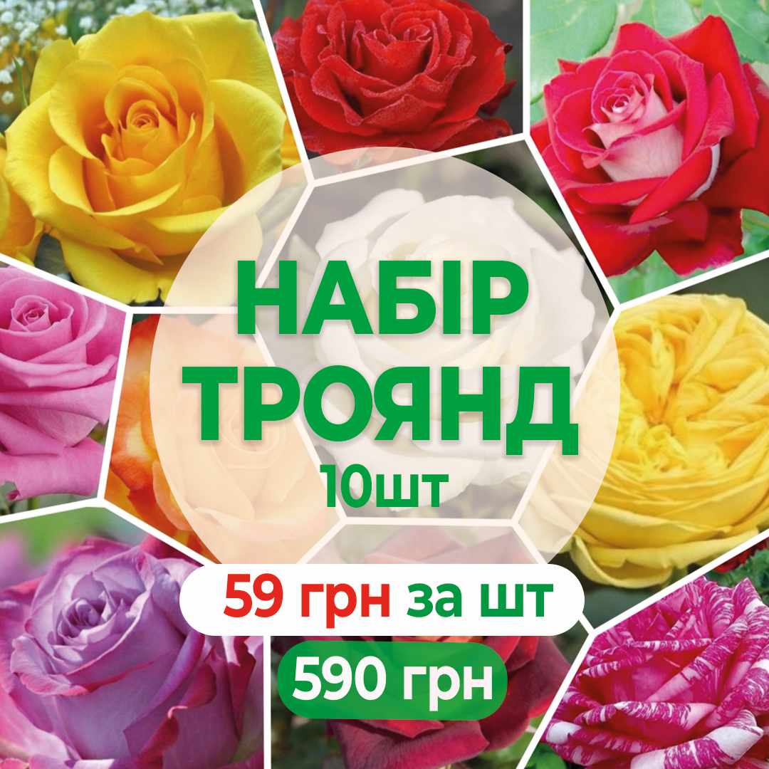 Набір з 10 чайно-гібридних саджанців роз