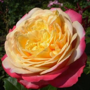 НОВИНКА Саджанці рози Ювілей Кордеса