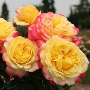 НОВИНКА Саджанці рози Ювілей Кордеса