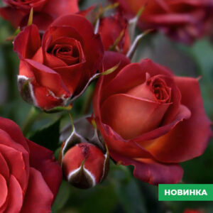 Саджанці рози Спрей  Чокочіно