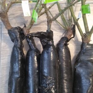 Саджанці рози Спрей Лувіана вегетуючий саджанець