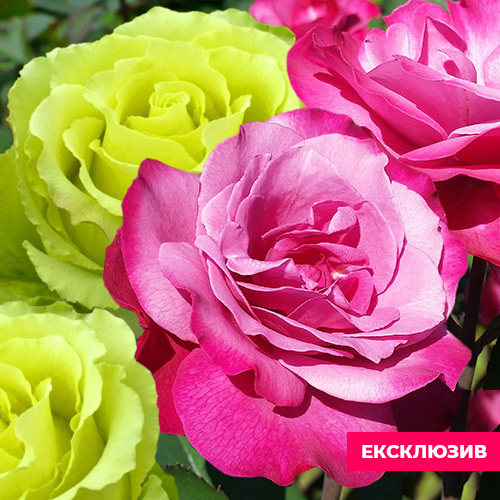 Саджанець рози Елегантність