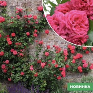 Саджанці рози Саліта