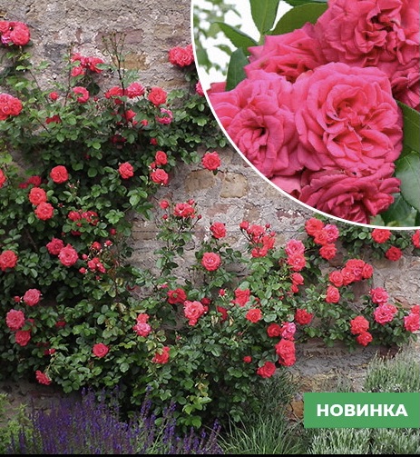 Саджанці рози Саліта