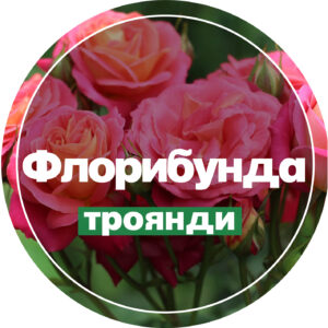 Флорибунда