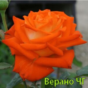 Саджанці рози Верано