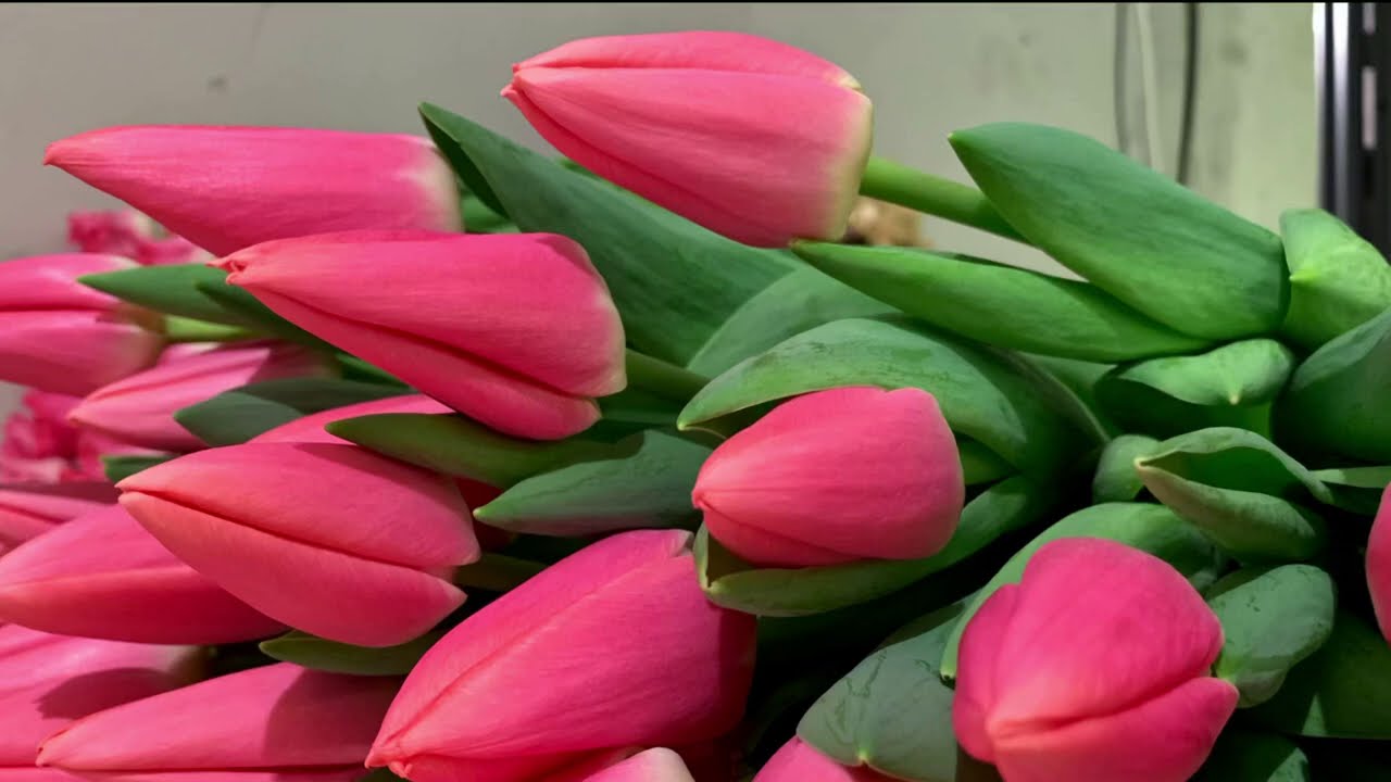 Голандія 12+ тюльпан Sweet Rosy(Світ розі) 3 цибулини - Зображення 2