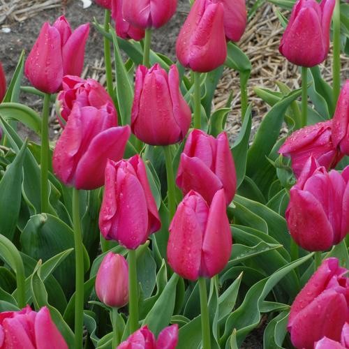 Голандія 12+ тюльпан Sweet Rosy(Світ розі) 3 цибулини - Зображення 4