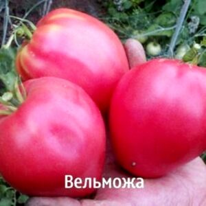 Томат Вельможа F1 10 насінин