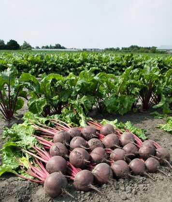 Буряк Пабло насіння Голандія 3 гр - Зображення 2