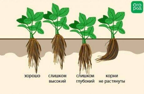 Полуниця Румба 3шт - Зображення 4