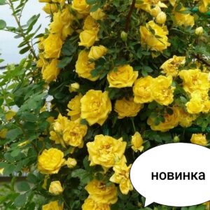 Новинка Троянда Лаура Форд