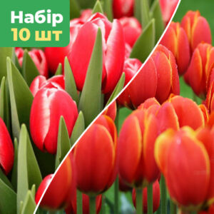 Набір тюльпанів (10шт) Наша Перемога