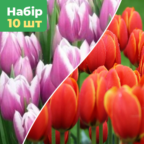 Набір тюльпанів(10 шт) Полум'яне Щастя