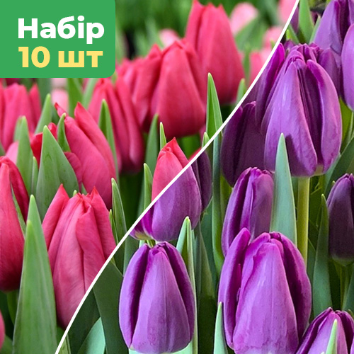 Набір тюльпанів (10шт) Весняний Вечір
