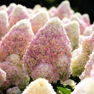 Саджанці Гортензії Strawberry Blossom