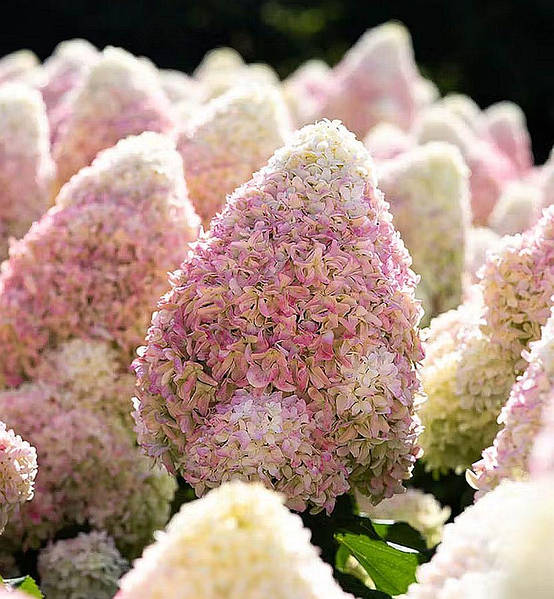 Саджанці Гортензії Strawberry Blossom