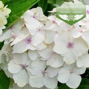 Саджанці Гортензії Мадам Еммілі