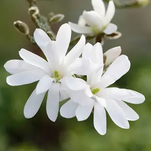 Саджанці Магнолії Stellata Велика