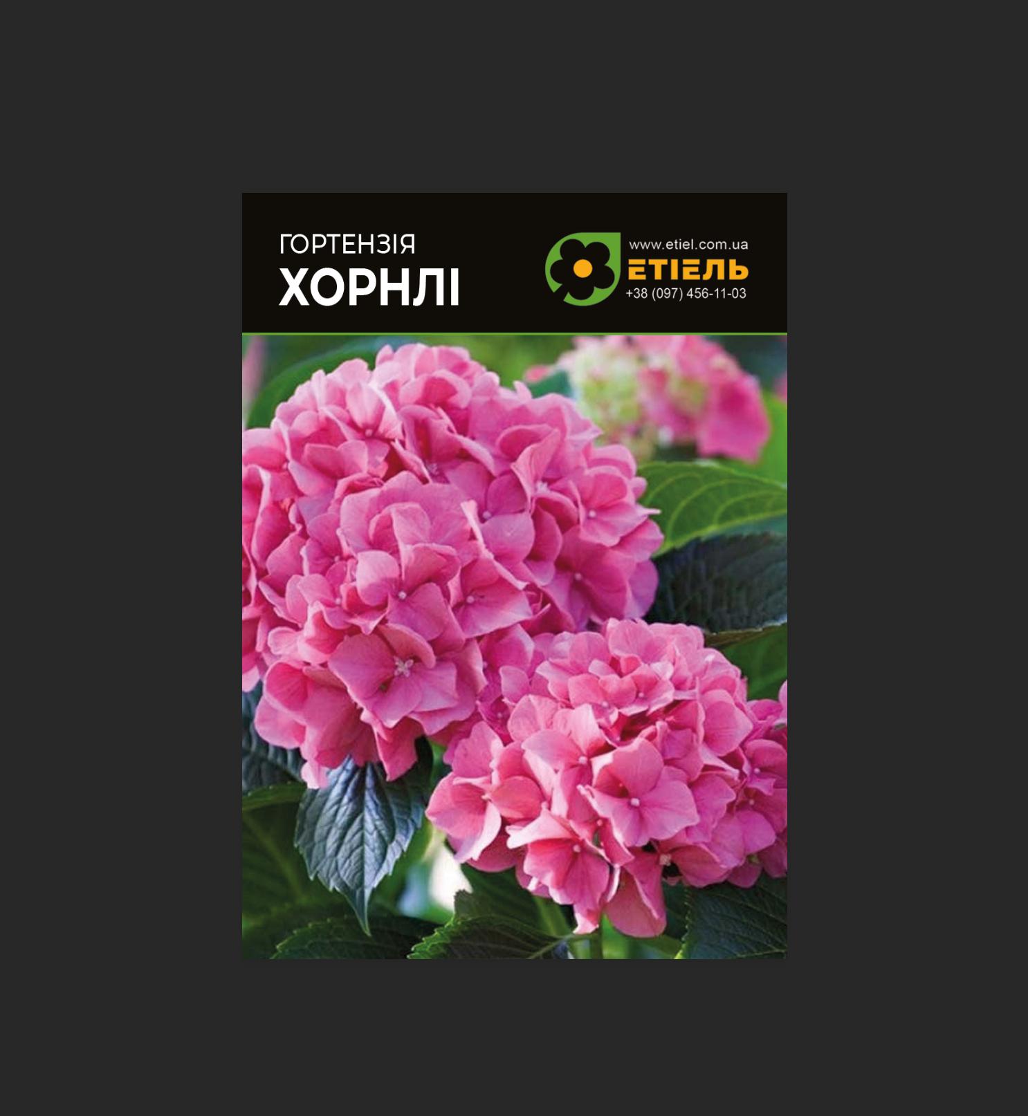 Гортензія Hornli