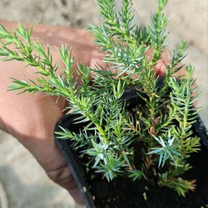 Ялівець Блю Карпет