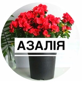 Азалія