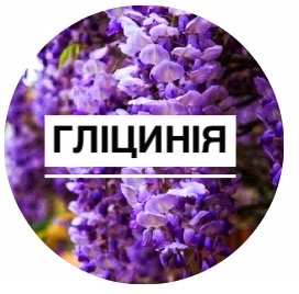 Гліцинія