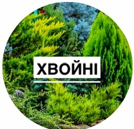 Хвойні
