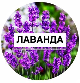 Лаванда