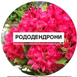 Рододендрони