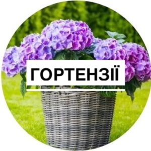 Гортензія