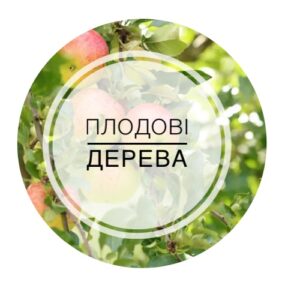 Дерева