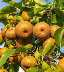 Груша азіатська Секуї